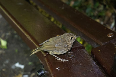 Close-up of bird perching on wood