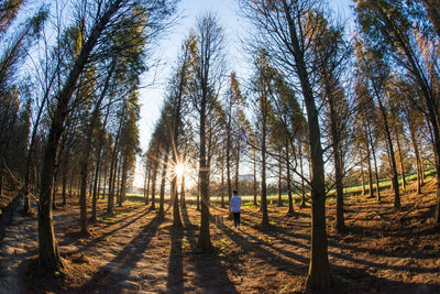 Panoramic view of trees in forest against sky