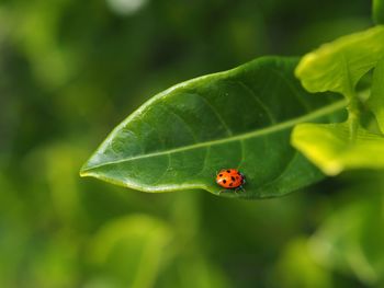 Close-up of ladybug on leaf