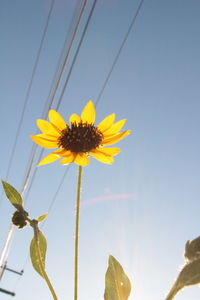 Low angle view of sunflower against sky