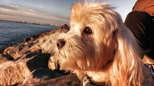 Close-up of dog by sea against sky