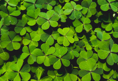 Full frame shot of leaves