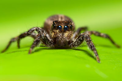 Close-up of spider on leaf