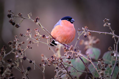 Close-up of bullfinch perching on plant