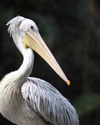 Close-up of pelican