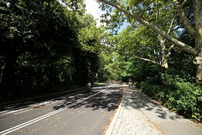 Road amidst trees in forest