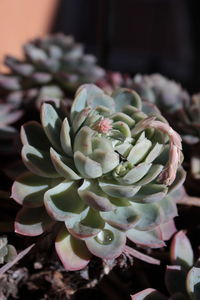 Close-up of succulent plant