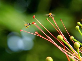 Close-up of insect on red flower