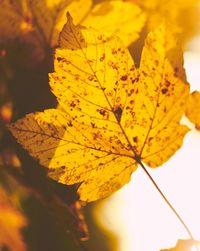 Close-up of yellow maple leaves