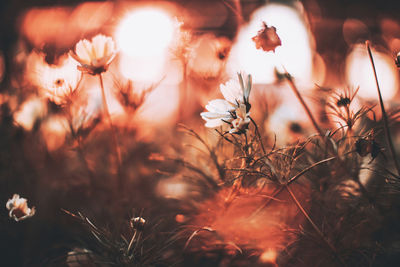 Close-up of flowering plants on field during sunset