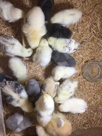 High angle view of birds in nest