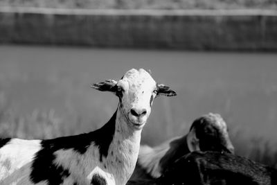 Portrait of goat standing on field