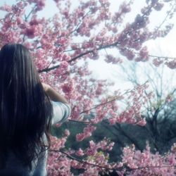 Pink flowers growing on tree