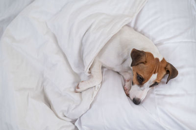 Close-up of dog sleeping on bed