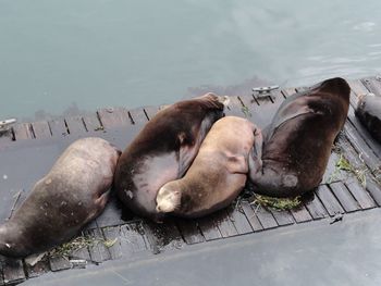 High angle view of seals sleeping on pier