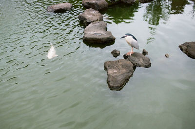 High angle view of swans swimming on lake