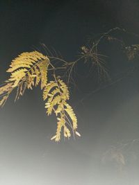 Close-up of leaves against sky at night