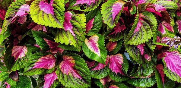 Full frame shot of pink leaves