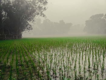 Scenic view of agricultural field against sky