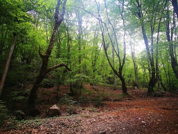 Scenic view of forest