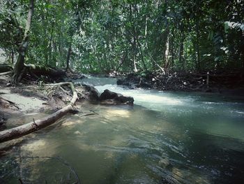 Scenic view of river flowing in forest