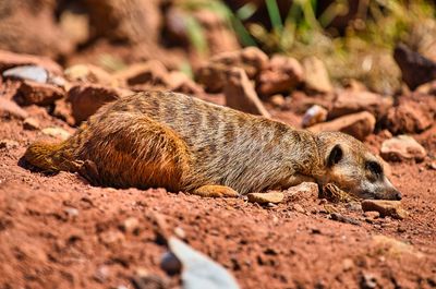 Lizard sleeping on a field