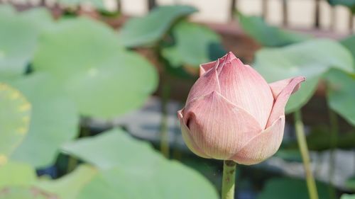 Close-up of pink lotus water lily blooming outdoors