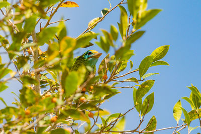 Low angle view of bird perching on plant