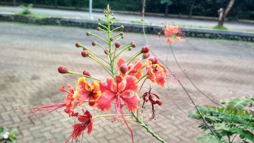 Close-up of flowers against blurred background