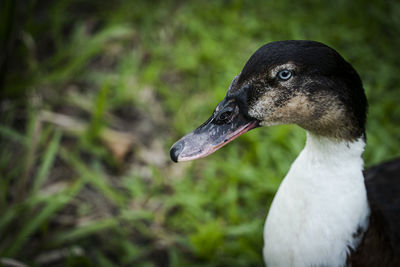 Close-up of duck