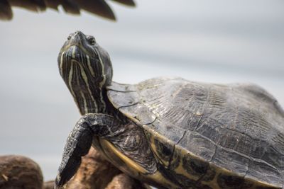 Close-up of a turtle against sea