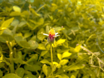 Close-up of honey bee on yellow flower