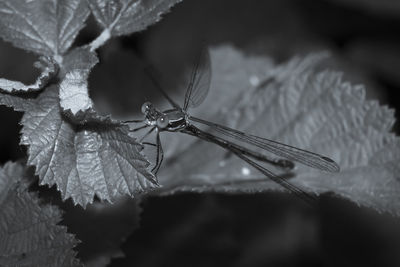 Close-up of insect on leaves