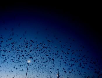 Low angle view of birds flying in sky