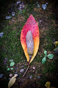 High angle view of pumpkin on field during autumn
