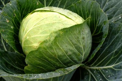 Close-up of wet leaves