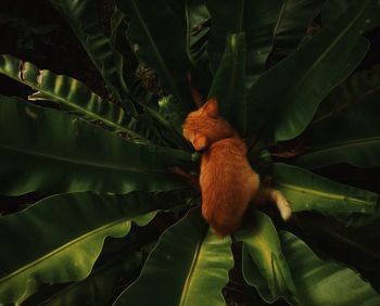 High angle view of bug on flowering plant