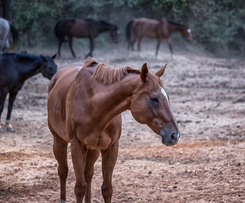 Close-up of horse