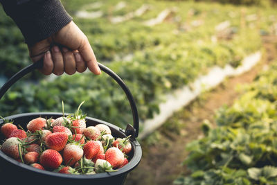 Midsection of woman holding strawberries in bucket at yard