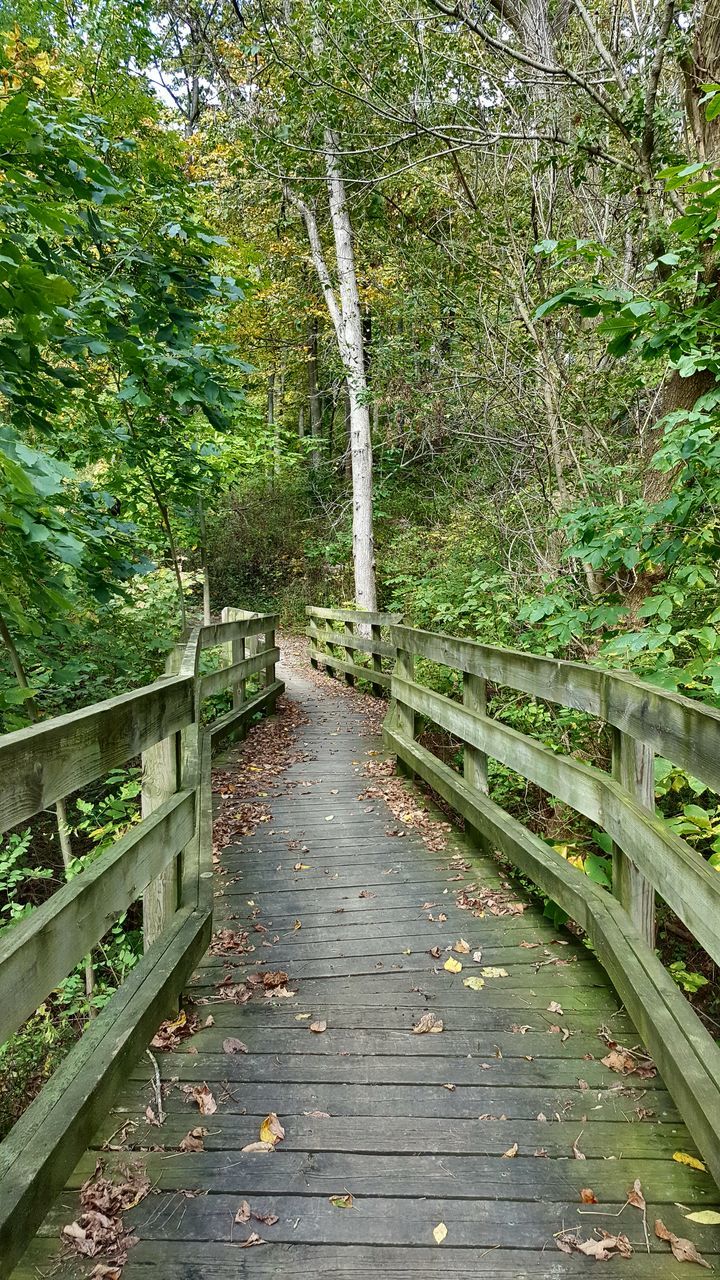 tree, railing, nature, day, no people, outdoors, tranquility, leaf, growth, footbridge, beauty in nature