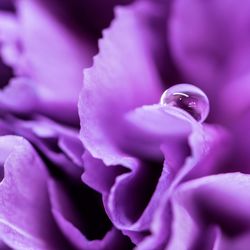 Close-up of purple flower