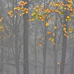 Leaves in autumn leaves