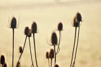 Close-up of thistle against sky