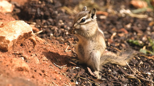 Squirrel on a field