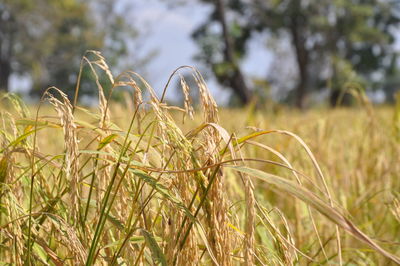 Close-up of crops on field