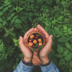 Cropped hands of person holding berry fruits in wooden bowl over plants