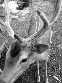 Close-up of goat