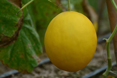 Close-up of fruits hanging on tree