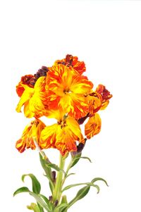 Close-up of yellow flower against white background