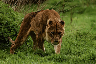 Lioness on field